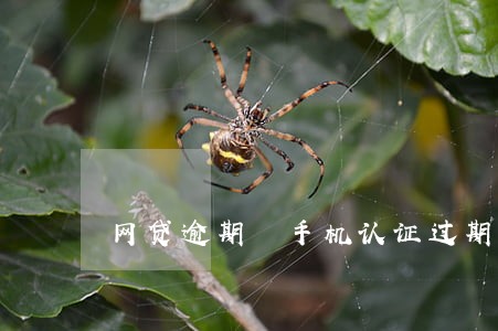 网贷逾期 手机认证过期 网贷逾期 手机认证过期